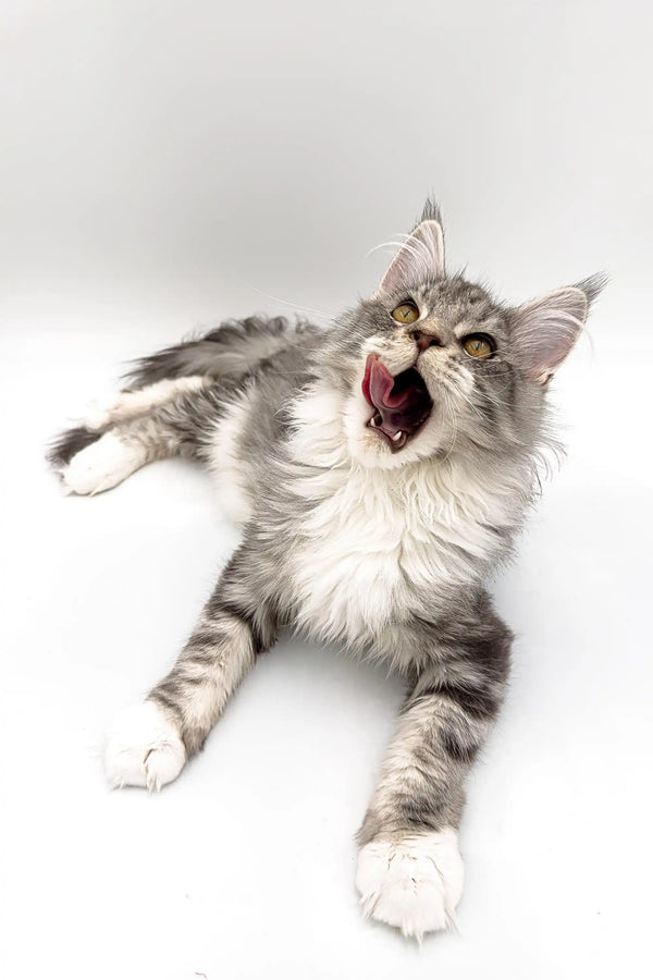 Yawning gray and white Maine Coon kitten lying on back, cute silver tabby vibes