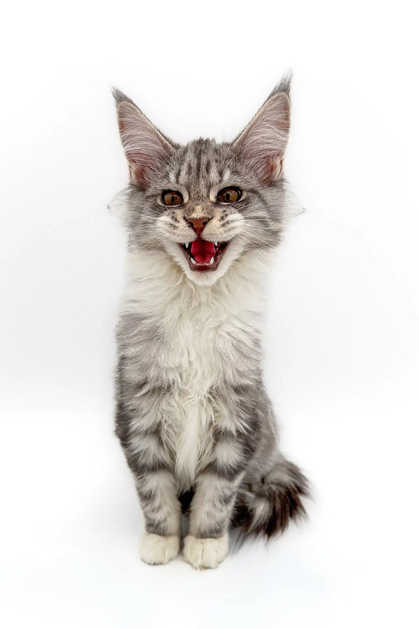 Gray and white Silver Tabby Maine Coon Kitten meowing or yawning adorably