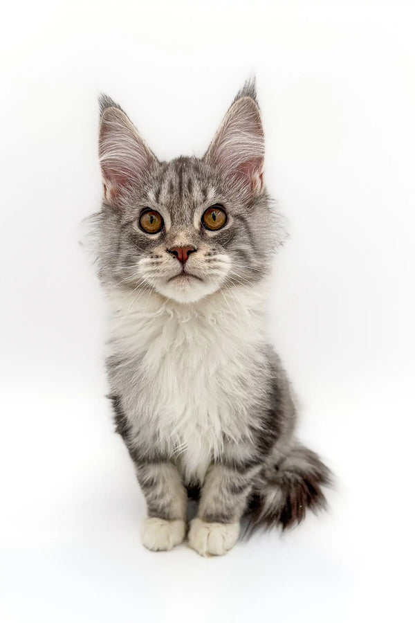 Gray and white Maine Coon kitten with big ears and golden eyes, perfect silver tabby cutie