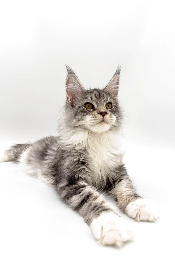 Long-haired silver tabby Maine Coon kitten named Isla with cute ear tufts