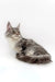 Long-haired gray and white Maine Coon kitten with cute ear tufts in Isla product image
