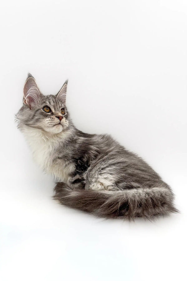 Long-haired gray and white Maine Coon kitten with cute ear tufts in Isla product image