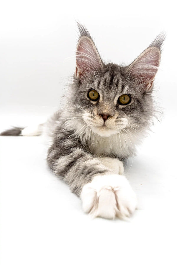 Gray and white Maine Coon kitten with yellow eyes and tufted ears, perfect silver tabby