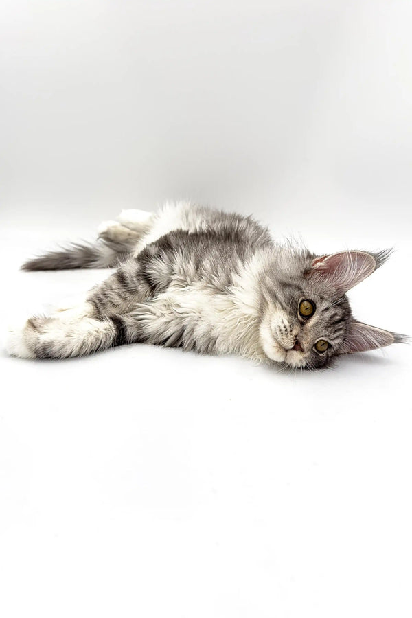 Gray and white Maine Coon kitten lying relaxed like a cute silver tabby