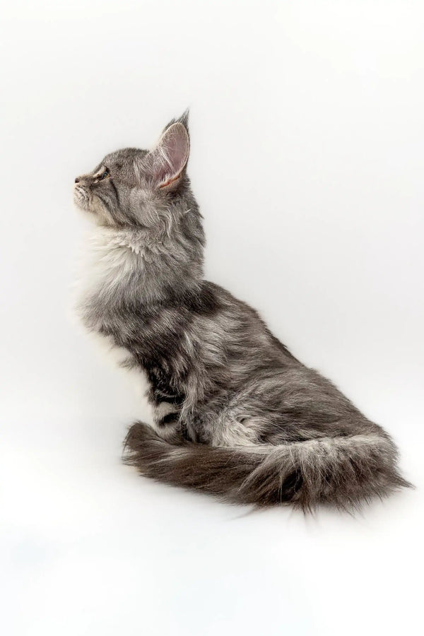 Gray and white Maine Coon kitten sitting upright and gazing up curiously