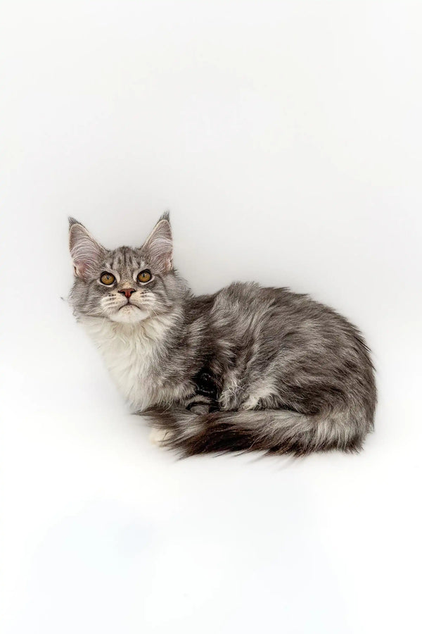 Long-haired Silver Tabby Maine Coon Kitten Isla with alert eyes and fluffy tail