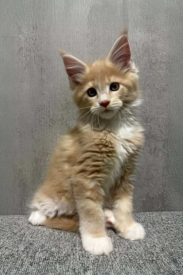 Ismir | maine coon kitten