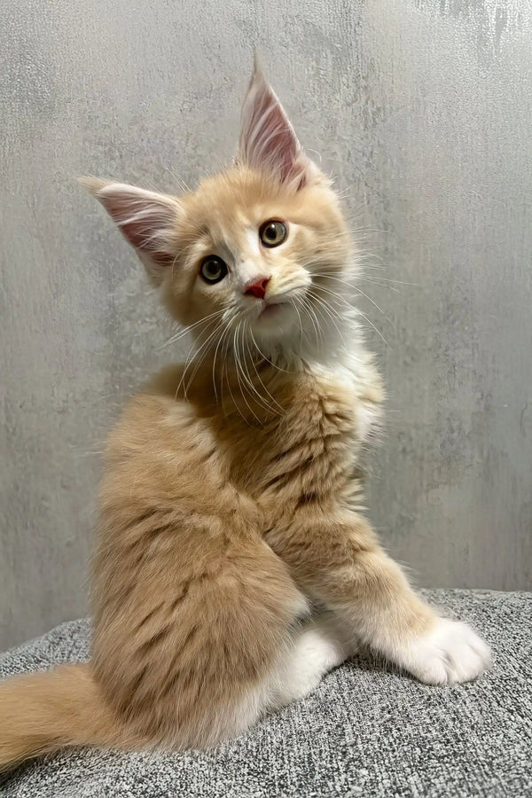 Ismir | maine coon kitten