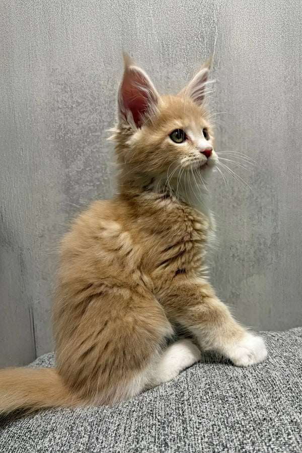 Ismir | maine coon kitten