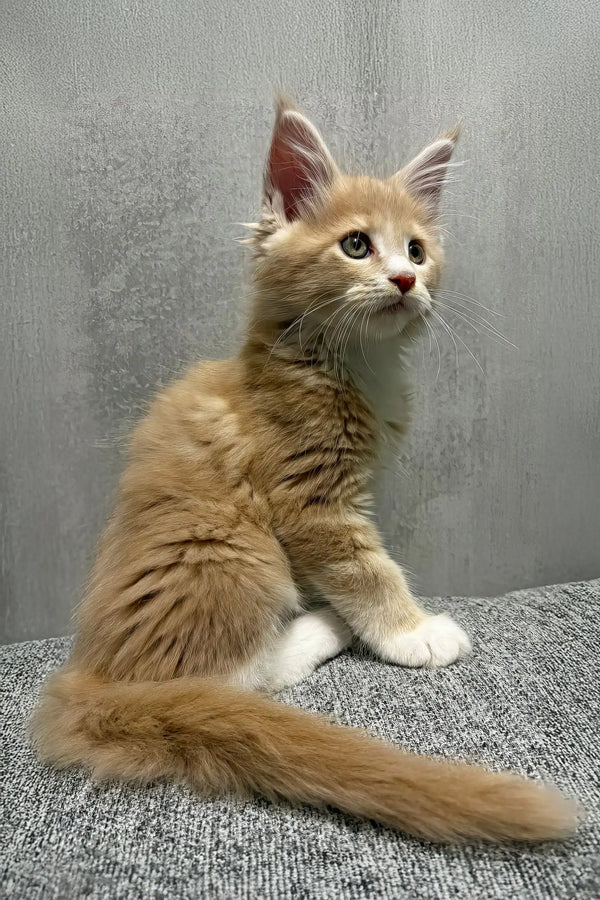 Ismir | maine coon kitten