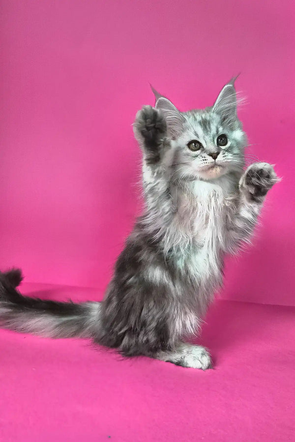 Israel | maine coon kitten