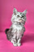 Israel | maine coon kitten