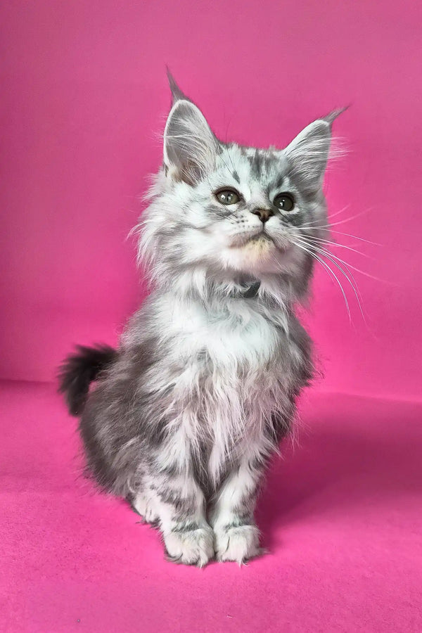 Israel | maine coon kitten