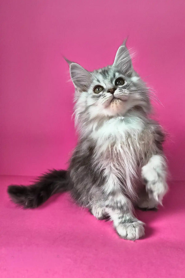 Israel | maine coon kitten