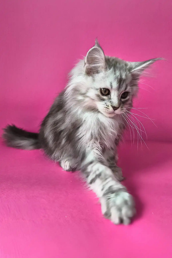 Israel | maine coon kitten