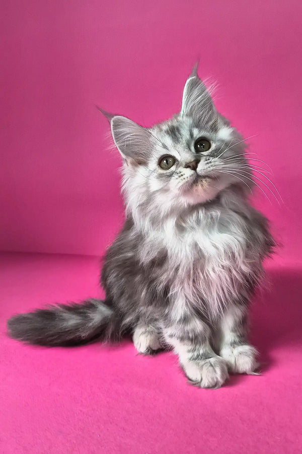 Israel | maine coon kitten