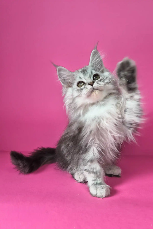 Israel | maine coon kitten