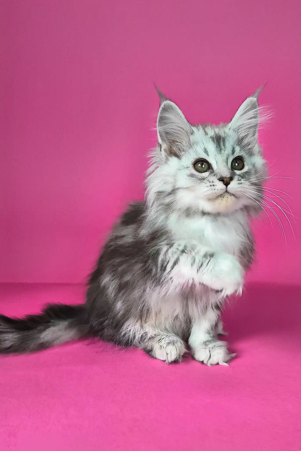 Israel | maine coon kitten