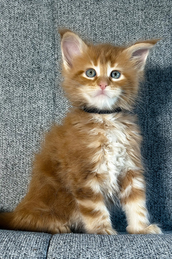 Ithane | maine coon kitten
