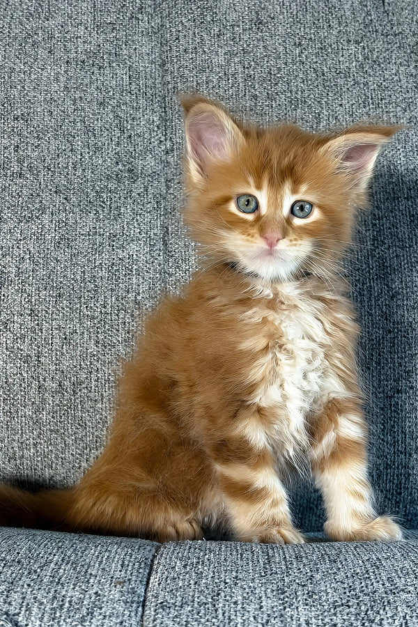Ithane | maine coon kitten