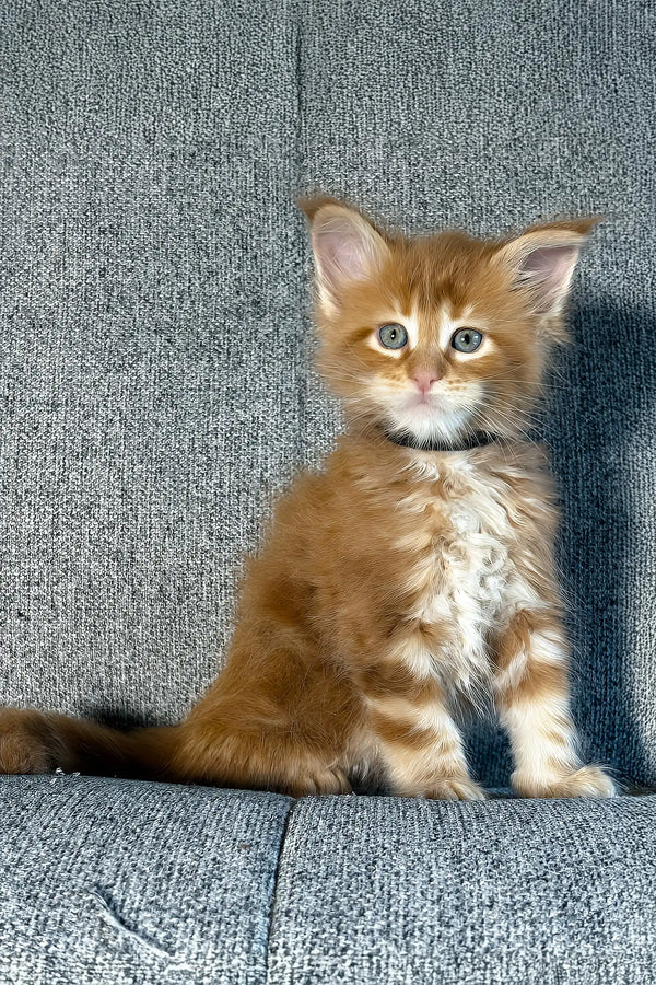 Ithane | maine coon kitten