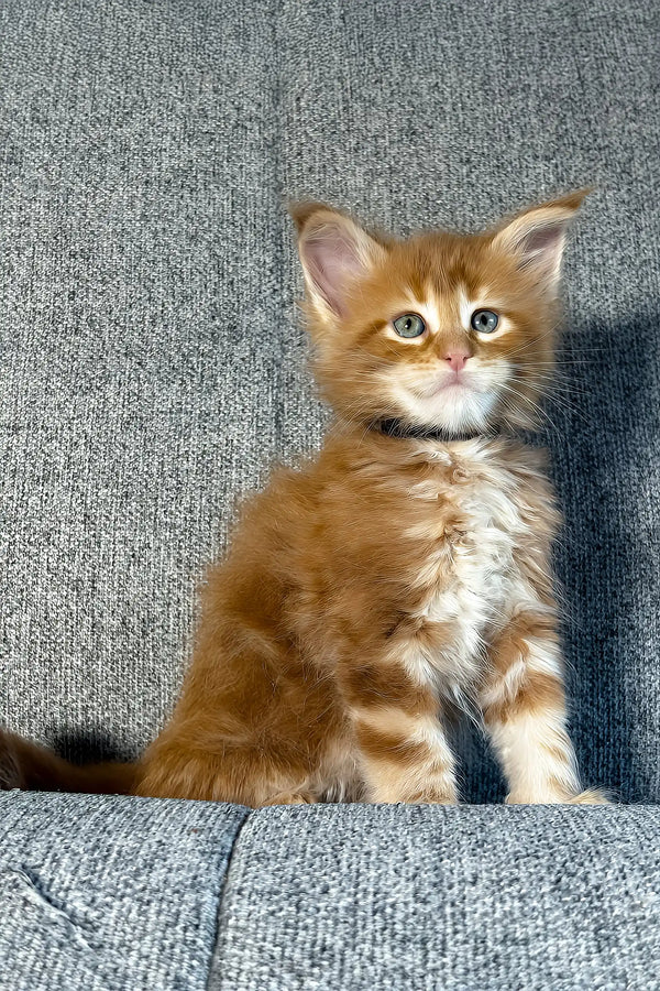 Ithane | maine coon kitten