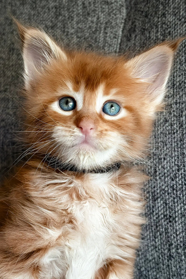 Ithane | maine coon kitten