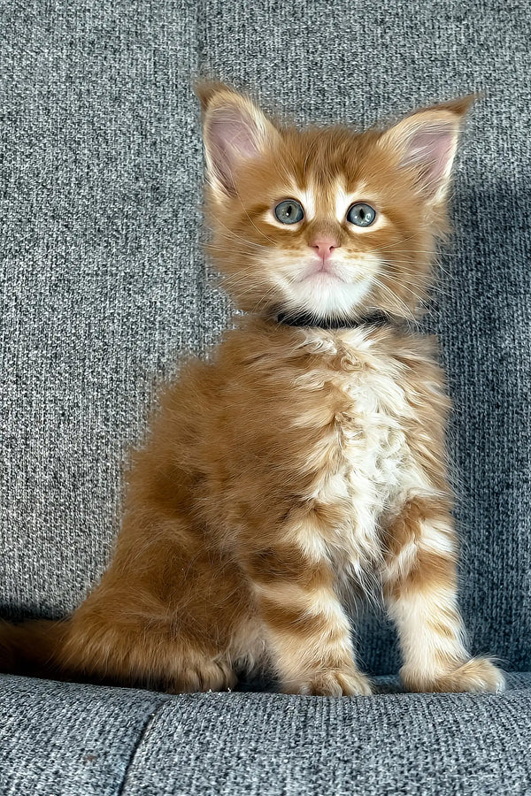 Ithane | maine coon kitten