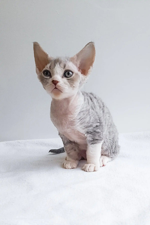 Cute Devon Rex kitten with grey and white fur from Iton collection