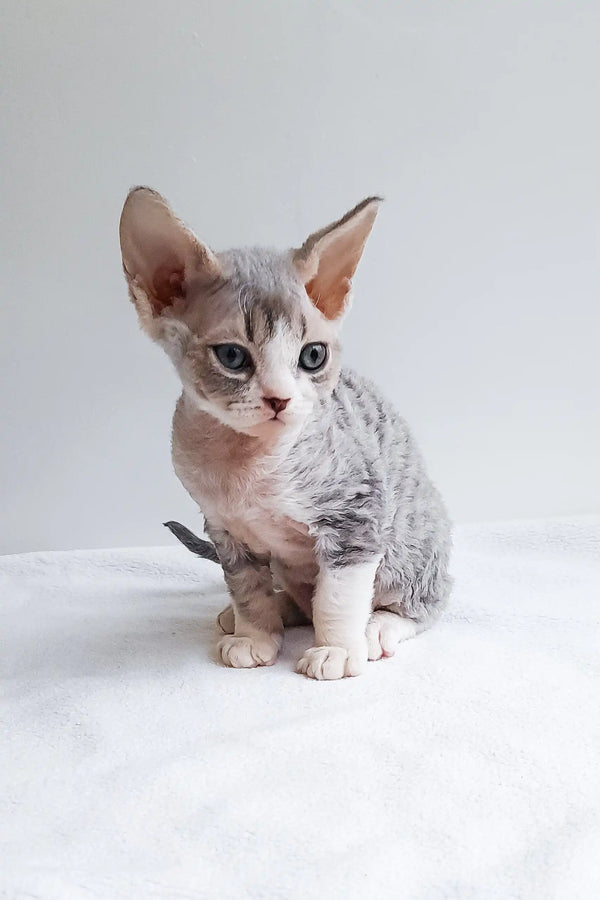 Adorable Devon Rex kitten with grey and white fur for Iton product display