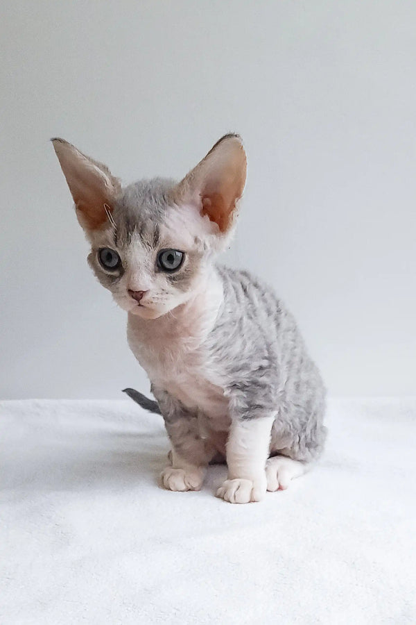 Adorable Devon Rex kitten with grey and white fur and big ears in Iton product display