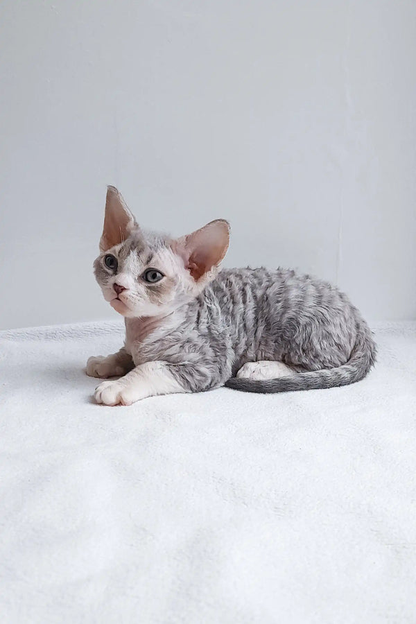 Cute Grey and White Devon Rex Cat relaxing on a cozy surface for Iton Kitten