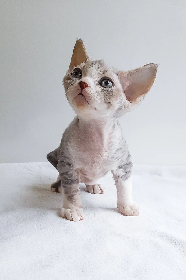 White and grey Devon Rex kitten with big ears and wrinkled skin for Iton product