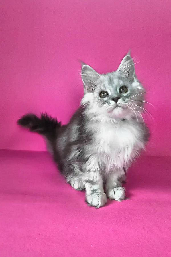 Iton | maine coon kitten