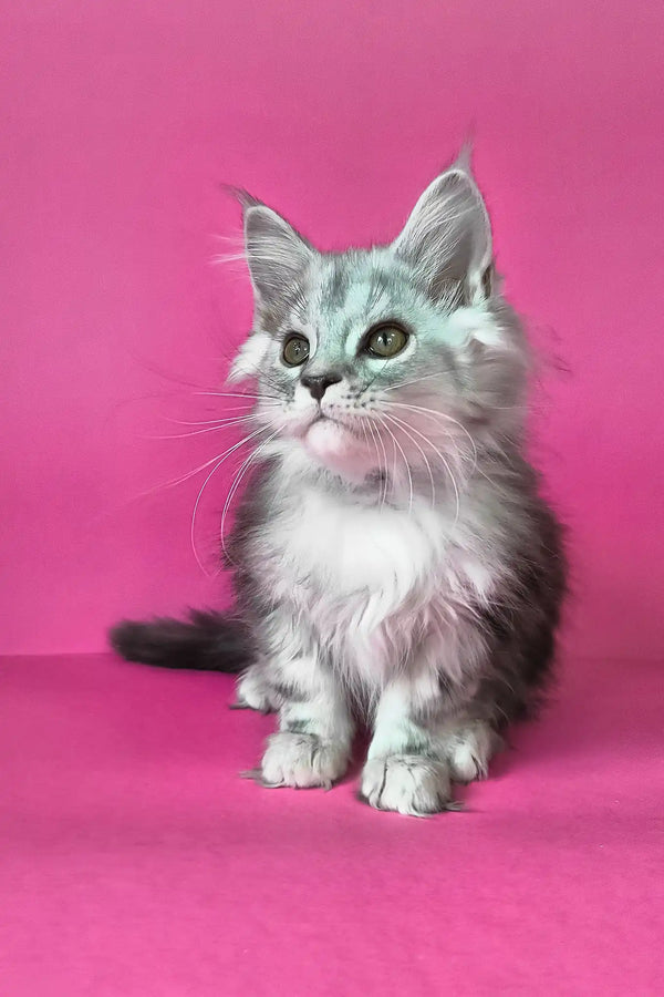 Iton | maine coon kitten