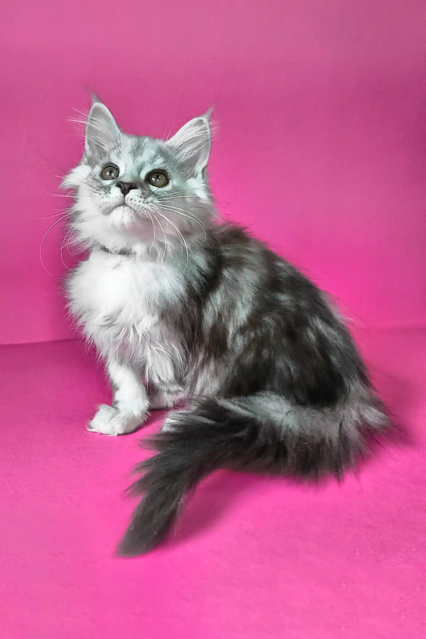 Iton | maine coon kitten