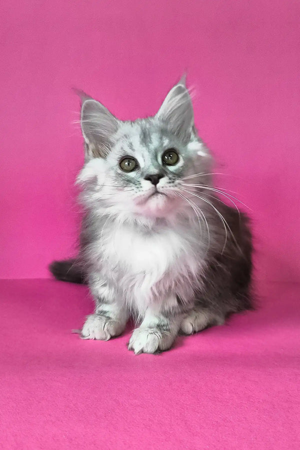 Iton | maine coon kitten