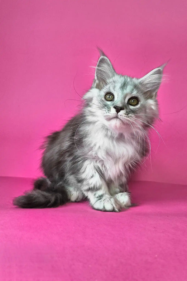 Iton | maine coon kitten