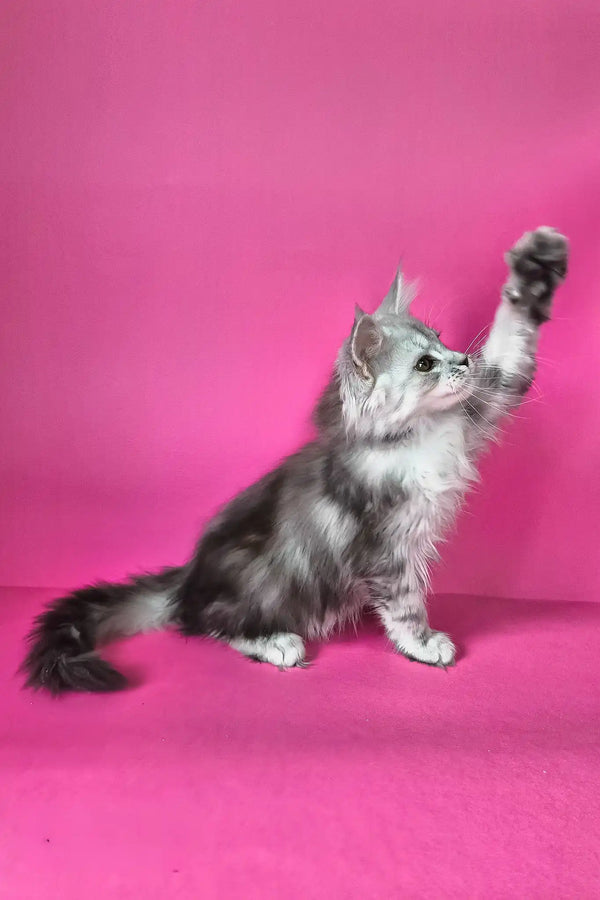 Iton | maine coon kitten