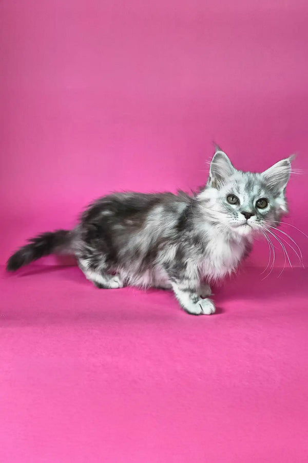 Iton | maine coon kitten