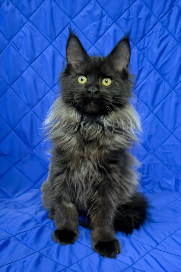 Iva | maine coon kitten