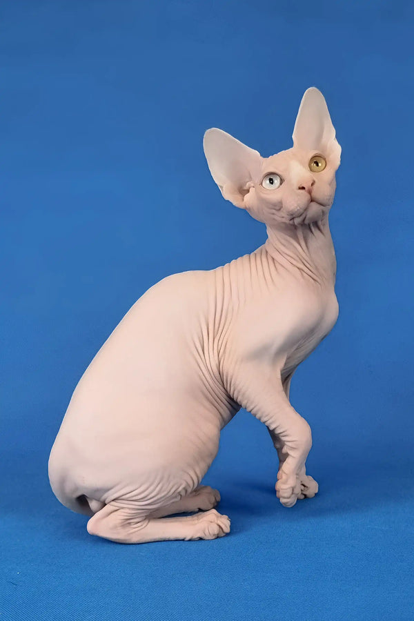 Ivan | canadian sphynx kitten