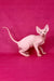 Ivan | canadian sphynx kitten