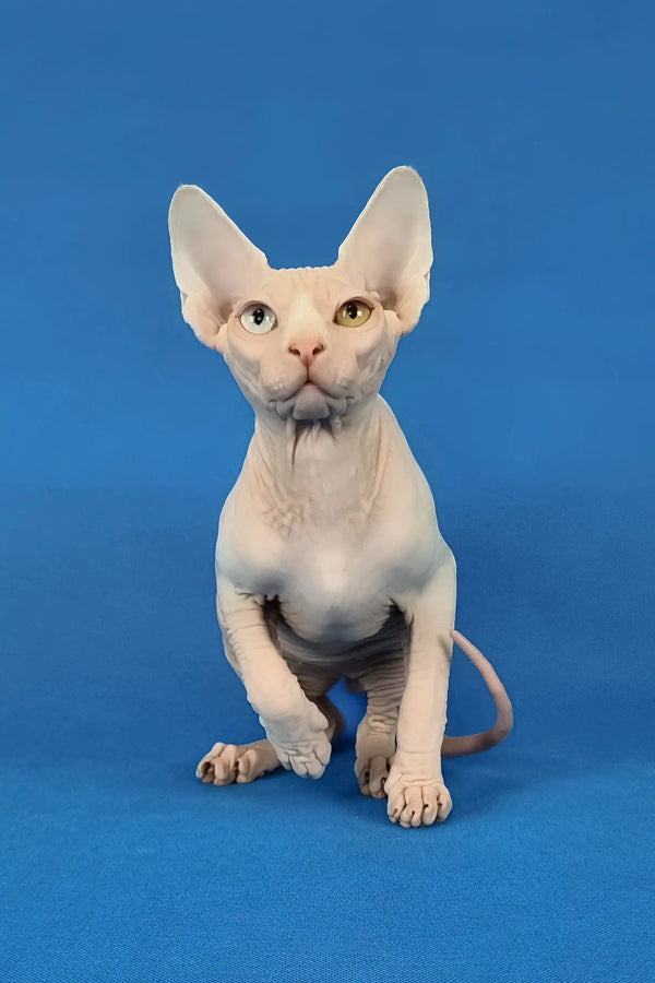 Ivan | canadian sphynx kitten