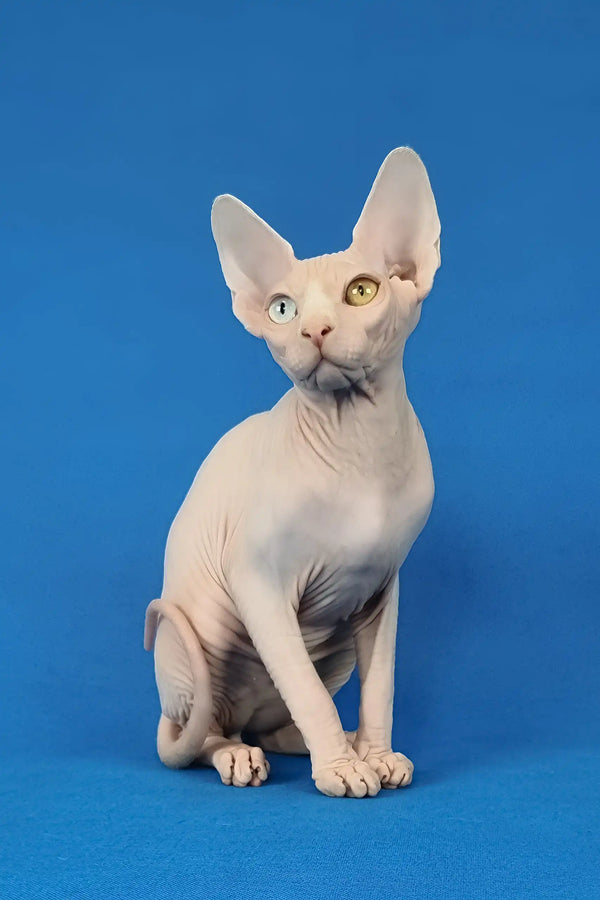 Ivan | canadian sphynx kitten
