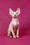 Ivan | Canadian Sphynx Kitten