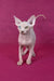 Ivan | canadian sphynx kitten