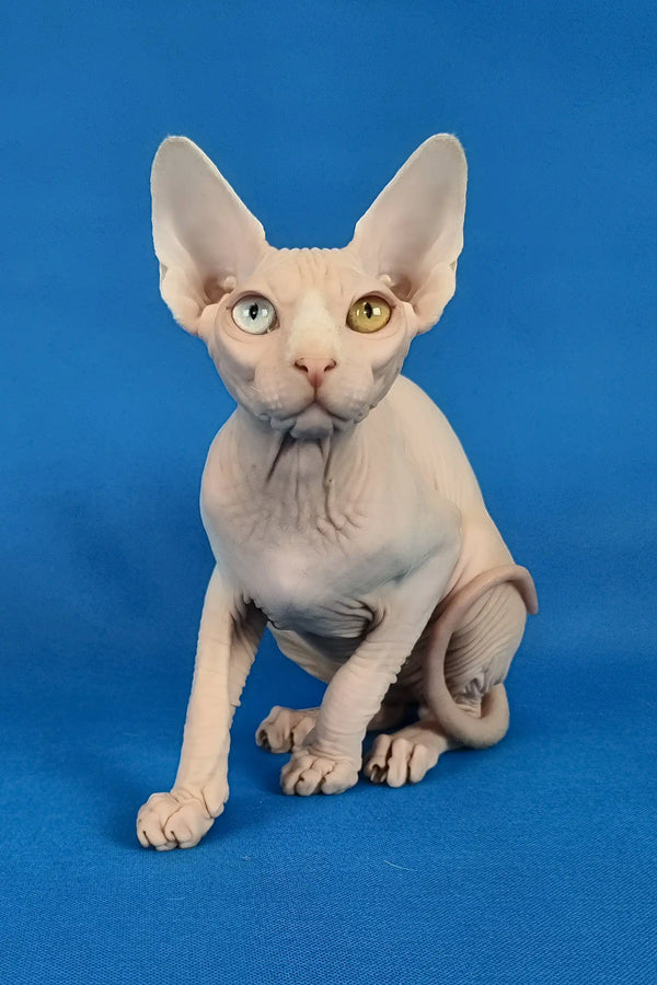 Ivan | canadian sphynx kitten
