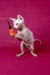 Ivan | canadian sphynx kitten