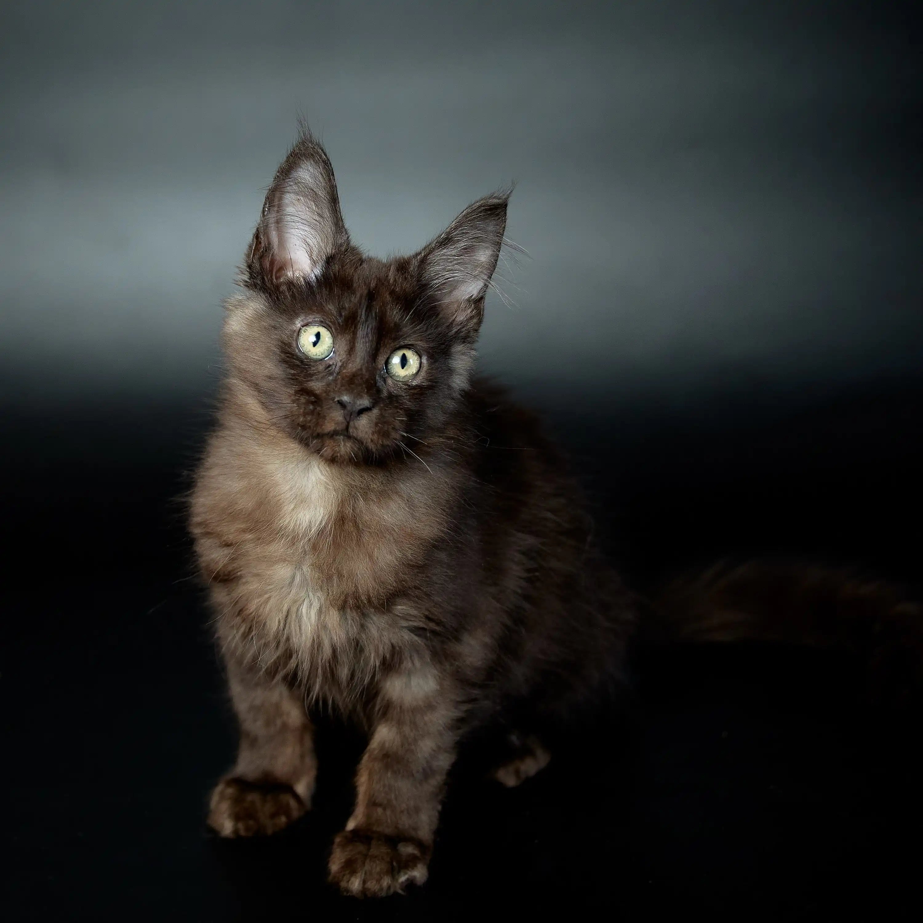 Maine Coon Kittens for Sale Ivar | Kitten